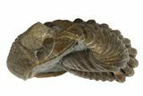 Wide, Enrolled Eldredgeops Trilobite Fossil - Ohio #188902-3